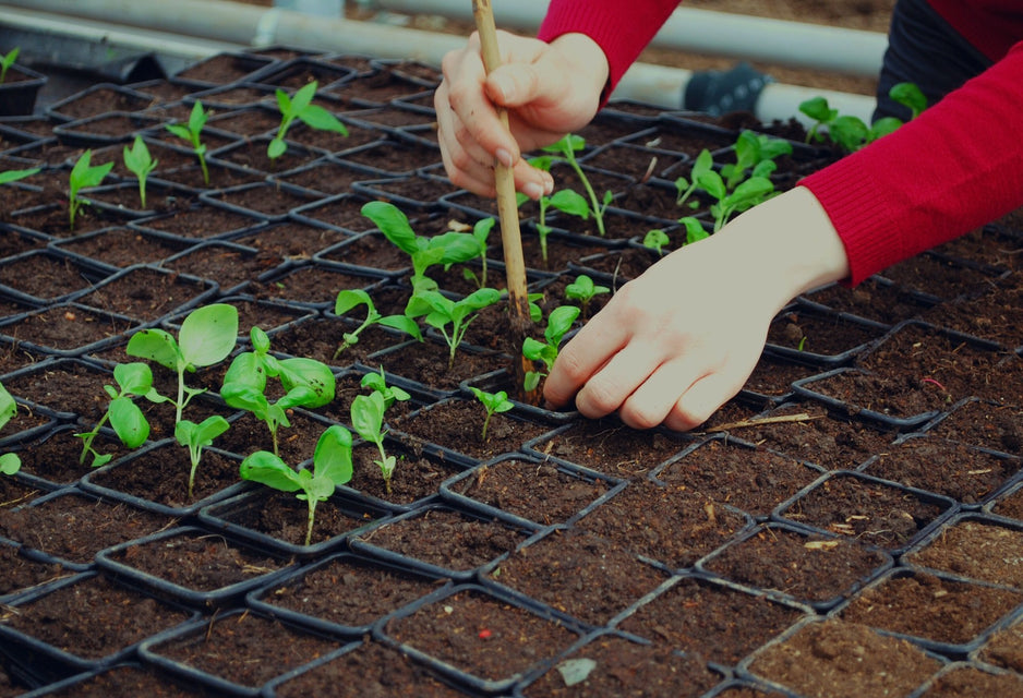 student planting in greenhouse